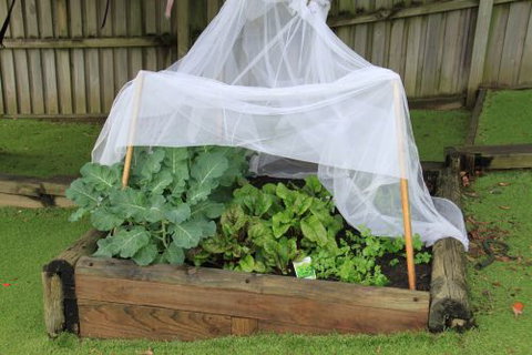 Pelican Pre School & Long Day Care - Child Care 1